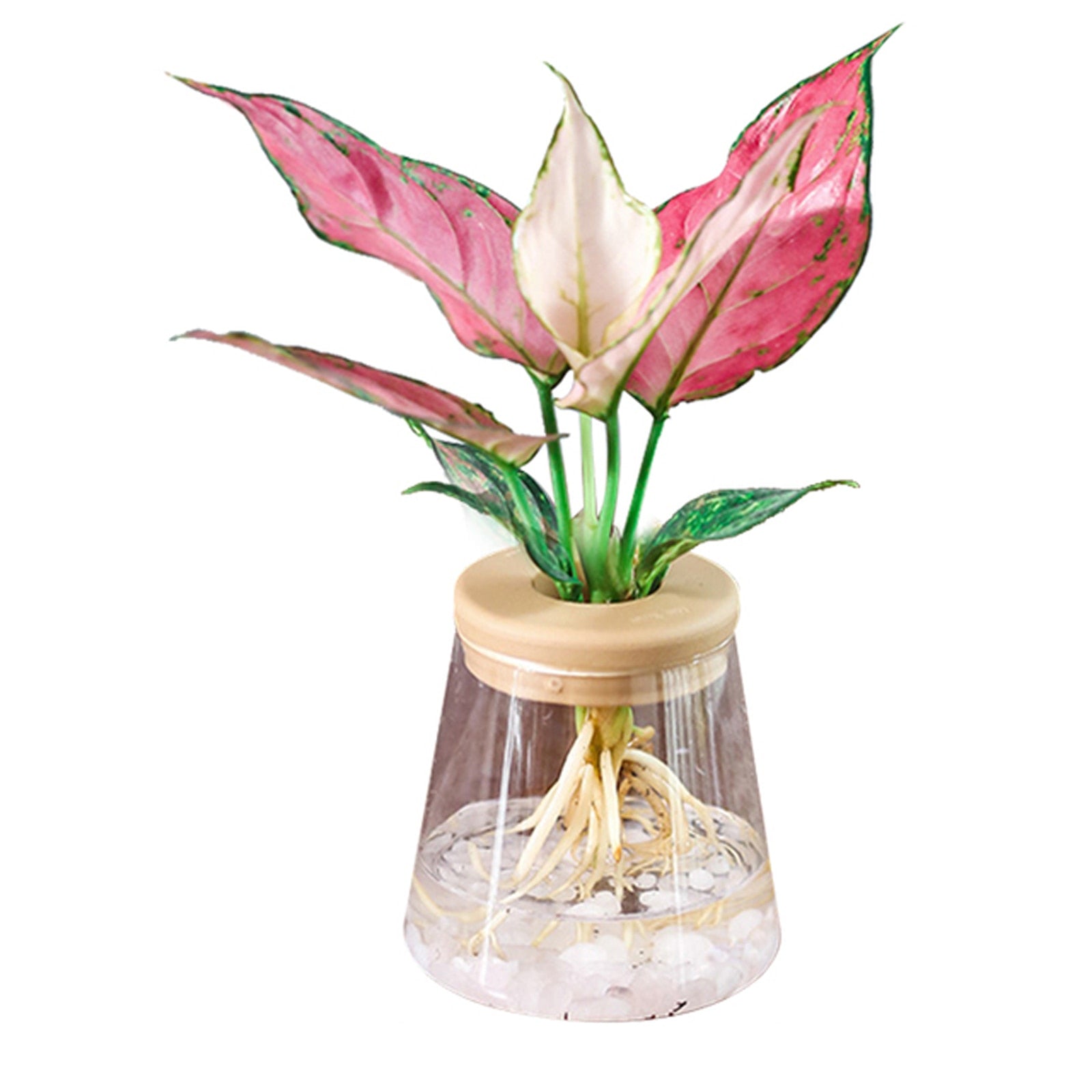 Mini Hydroponic Flower Pot Vase.